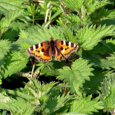Kopřiva je lepší, než byste čekali