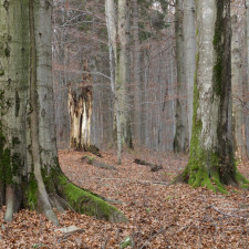 Buky se dožívají úctyhodného stáří a mezi nejstarší patří hraniční. Víte, že ve Středočeském kraji máme ten nejstarší a největší?