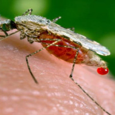 Komáří štípnutí může přinést i smrt