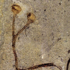 Nejstarší fosilie na světě