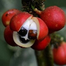 Guarana je opravdu zajímavá rostlina