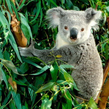 Koaly eukalyptus doslova milují