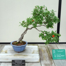 Pro náročnější je tvar bonsají