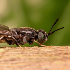 Moucha je opravdový nepřítel každé domácnosti