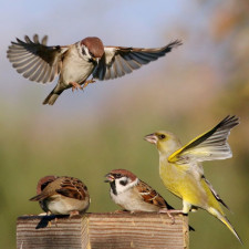 Vrabčáci a zvonek polní