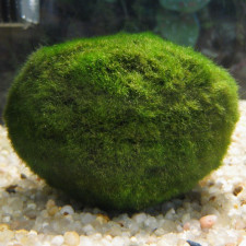 Řasokoule potřebuje jen čistou chladnou vodu