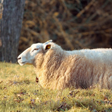 Ovčí mánie v Senegalu dosahuji neuvěřitelných rozměrů