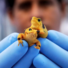 Ze všech zvířat jsou obojživelníci nejohroženějším druhem na světě, tvrdí odborníci
