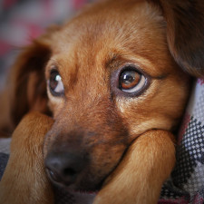 Zatím se nepovedlo najít reálný důvod, co psy pohání k šílenému činu