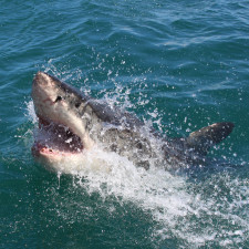 První žraloci žili v době před 450–420 miliony let