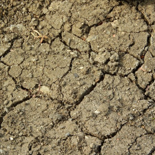 Byť byla letos tuhá zima plná sněhu, trend v přírodě je dlouhodobě ve střední Evropě nepříznivý