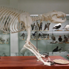 Kostra medvíděte je zachovalá stejně jako tento exemplář dospělého medvěda