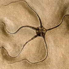 V Číně byla nalezena fosílie stará 550 milionů let