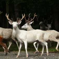 Bílí jelení jsou možná skutečně kouzelní - hned několikrát se ubránili zkáze