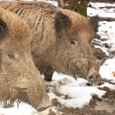 Vypadají celkem sympaticky, ale mají na svědomí škody v miliardách dolarů