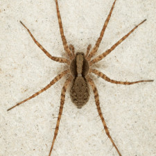 I tento pavouk, který není jedovatý a žije i u nás, může v lidech vzbuzovat negativní emoce