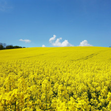 Dočkáme se díky krokům Fialovy vlády úbytku řepkových polí v Česku?