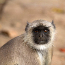 Na snímku je příbuzný nově objeveného druhu - langur šedý