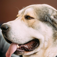 Středoasijský pastevecký pes je v zemi velmi oblíbený