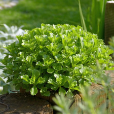 Rozchodníky si vystačí s minimem substrátu.