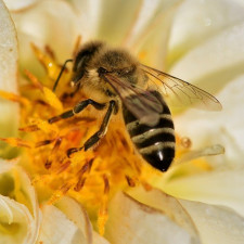 V Izraeli chystají technologickou novinku
