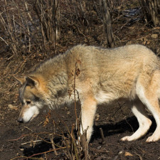 Vlci a divocí psi jsou dnes prakticky jedinými obyvateli