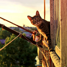 Kočky možná až moc spoléhají na to, že se jim při skocích nic nestalo