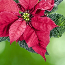 Kouzlo krásy vánoční hvězdy tkví ve správném roubování