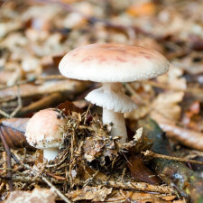 Muchomůrka růžovka roste od června do listopadu v listnatých, smíšených i jehličnatých lesích