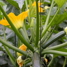 Živiny, teplo a zálivka jsou nezbytnými pro pěstování cuket