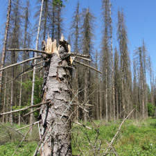 Kůrovec může napadnout až půl milionu smrků