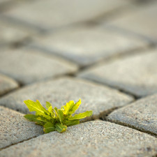 Zbavit se plevelu mezi dlaždicemi vám pomůže obyčejná sůl