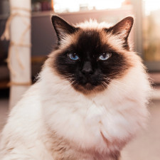 Birma není agresivní, dobře vychází s lidmi, psy i jinými kočkami