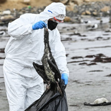 Obrana proti viru prakticky neexistuje, stěhovaví ptáci jsou bohužel dokonalými přenašeči