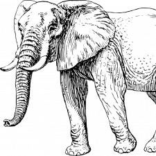 Slon na Staroměstském náměstí? Žádný problém