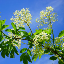 Černý bez patří na špičku mezi našimi léčivkami