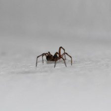 Na pavouky platí tea tree esenciální olej, vyhýbají se mu na kilometry