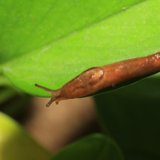 Zbavit se slimáků nám pomůže mimo jiné i krmítko pro ptáky