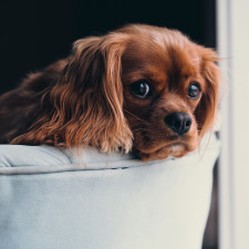 I ten nejkrásnější a nejmilejší psí společník přirozeně páchne. Co s tím, abychom nežili "v psí boudě"?