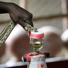 K získání hadího séra je třeba živého hada