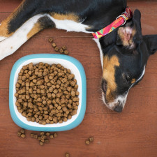 Pouze několik značek na našem trhu vyrábí krmivo ze skutečně kvalitních surovin
