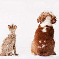 Inzeráty v Británii mohou být podvodné