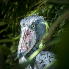Pomocí střihacích pohybů čelistmi se člunozobec zbavuje vodních rostlin, které „ulovil“ společně s kořistí