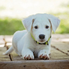 Štěně kupte od certifikovaného chovatele. Ušetříte si velmi mnoho starostí