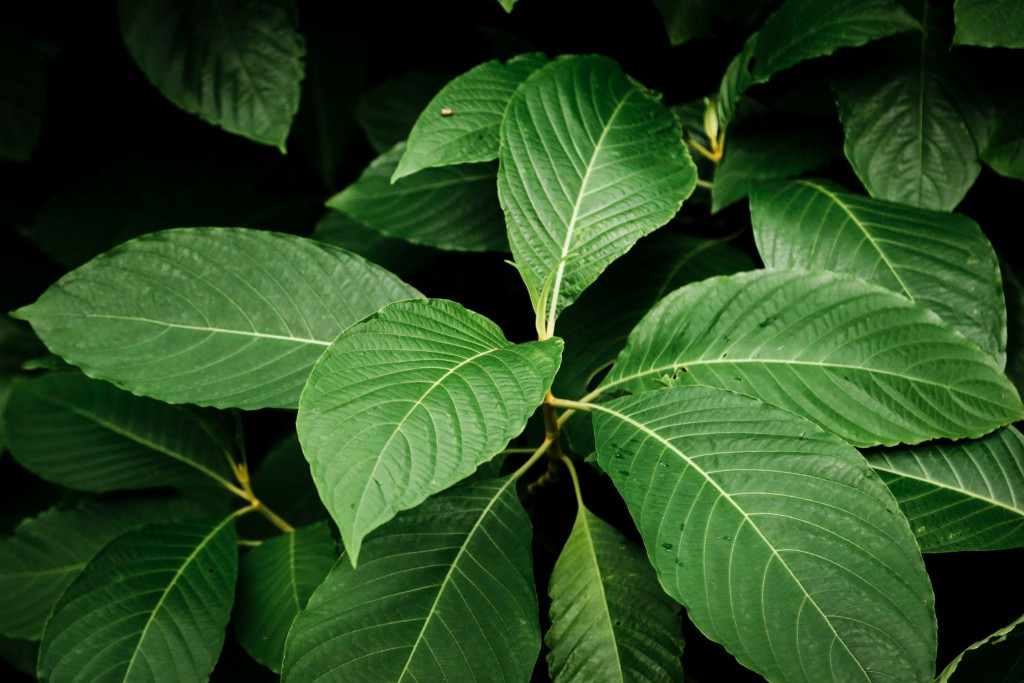 Kratom se často používá jako přírodní prostředek proti bolesti, úzkosti a k úlevě od závislosti na opioidech, avšak je také kontroverzní kvůli možnému vzniku závislosti a vedlejším účinkům, jako jsou nevolnost, závratě.