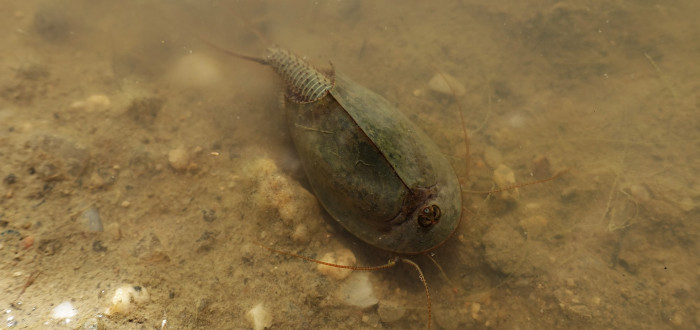 Listonoh žil vedle trilobitů, dnes je to živoucí zkamenělina