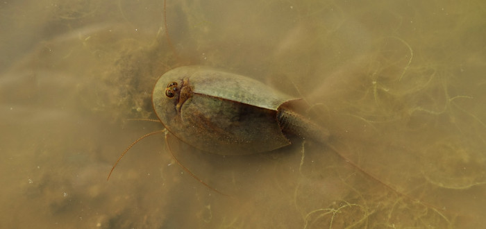 Listonoh působí jako něco, co zažilo zrod veškerého života na Zemi
