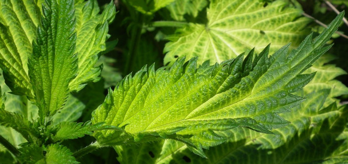 Kopřiva vytlačí ze zahrady všechny ostatní bylinky. Když ji necháte.