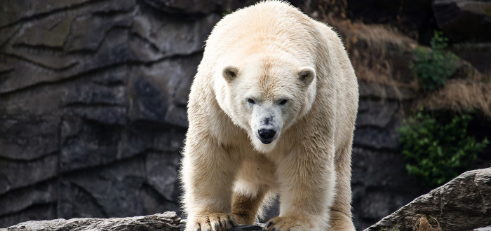 Lední medvědi mají svůj hotel. Z každého pokoje je na ně vidět