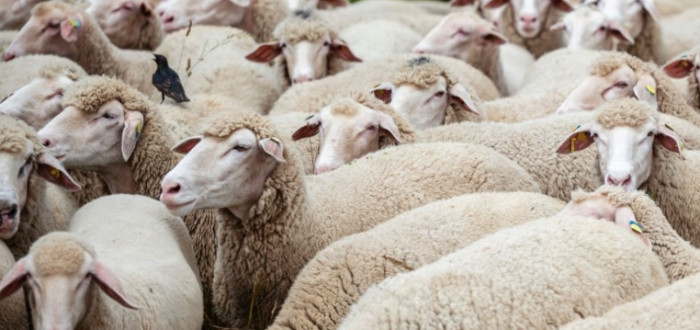 Mezi australskými velkoměsty Melbourne a Sydney se odehrála vražda. Svědkové tohoto činu byly ovce